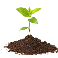 Small young plant growinf out of a pile of dirt